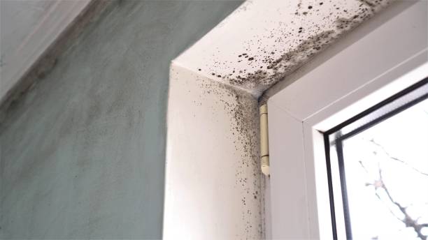 Best Mold Removal for HVAC Installations  in Cannon Falls, MN