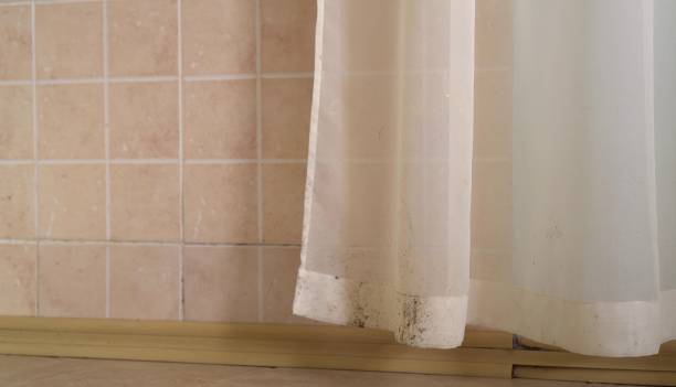 Best Mold Remediation for Vacation Homes  in Cannon Falls, MN