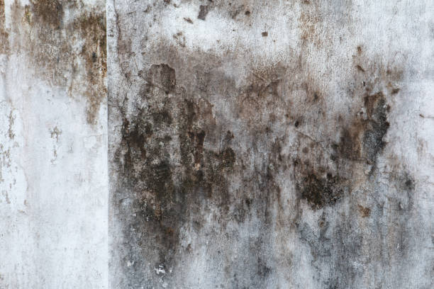 Best Asbestos and Lead Testing During Mold Inspection  in Cannon Falls, MN
