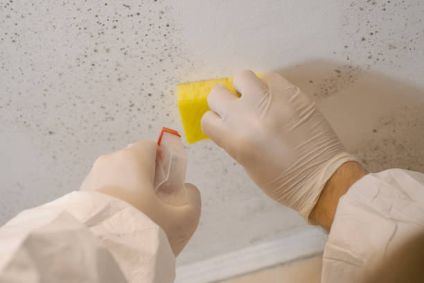 Mold Remediation for Vacation Homes in Cannon Falls, MN
