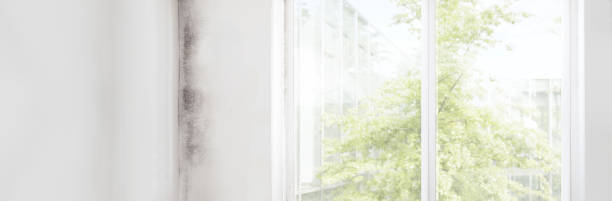 Best Real Estate Mold Inspection  in Cannon Falls, MN