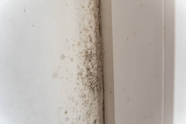 Best Mold-Related Health Consultation  in Cannon Falls, MN