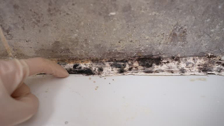 Professional Mold Removal in Cannon Falls, MN